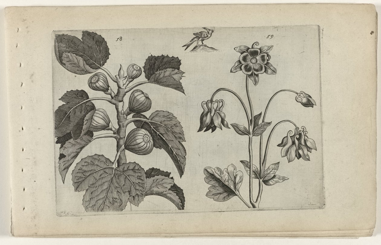 Feigenbaum und wilde Akelei Cognoscite lilia (Serientitel) von Crispijn van de Passe (I) (attributed to)