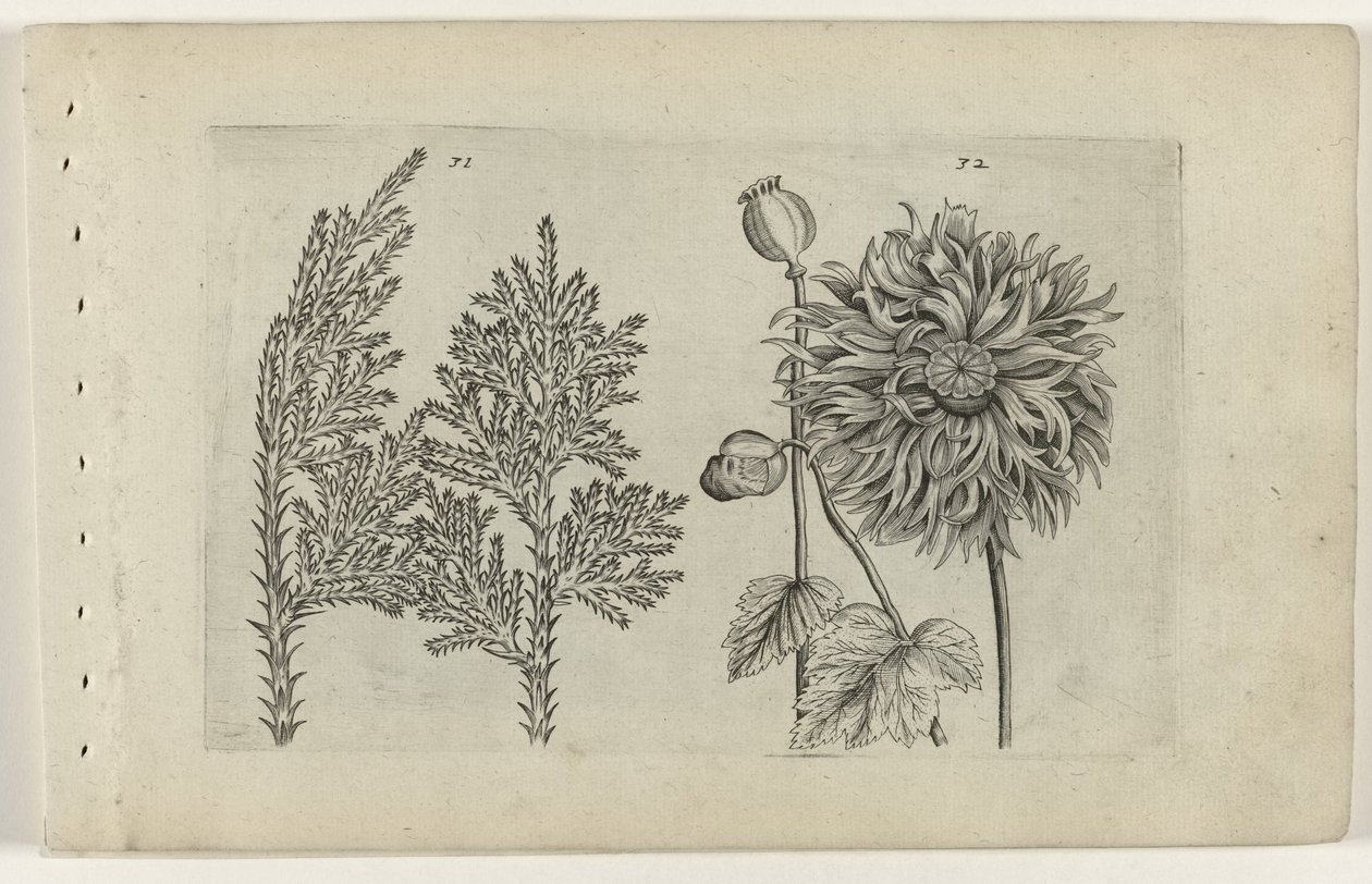 Zevenboom und Schlafmohn Cognoscite lilia (Serientitel) von Crispijn van de Passe (I) (attributed to)