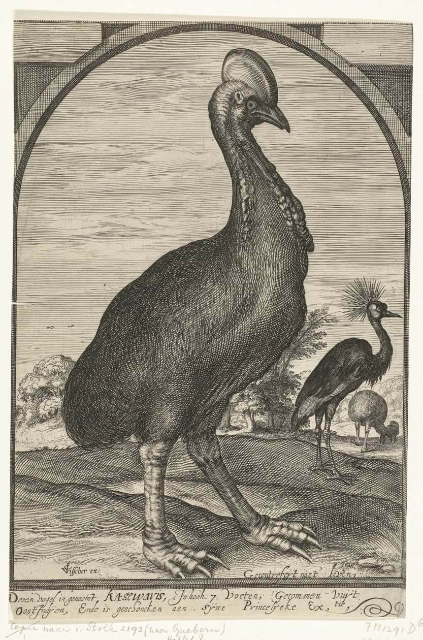 Kasuar, mitgebracht von Willem Jacobsz. aus Ostindien und Prinz Maurits geschenkt, 1614 von Crispijn van den Queborn (attributed to)