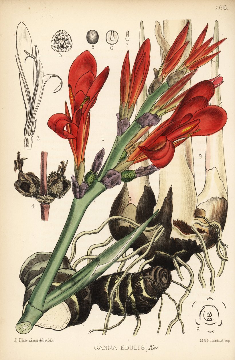 Indisches Rohr, Achira oder Meeru, Canna indica (Canna edulis). Handkolorierte Lithographie von Hanhart nach einer botanischen Illustration von David Blair aus Robert Bentley und Henry Trimen
