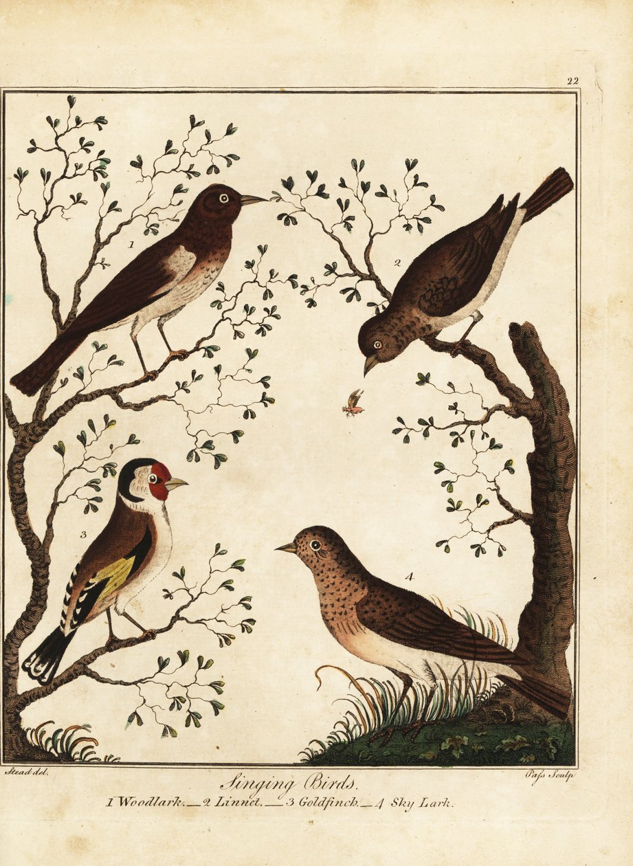 Singvögel: Heidelerche, Hänfling, Stieglitz, Feldlerche. 1792 von Daniel (after) Dodd