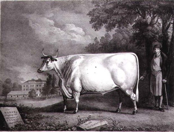 Der Baron, ein preisgekrönter Shorthorn (Die Nannau Weiße Kuh) graviert von Charles Joseph Hullamandel (1789-1850) 1824 von Daniel Clowes