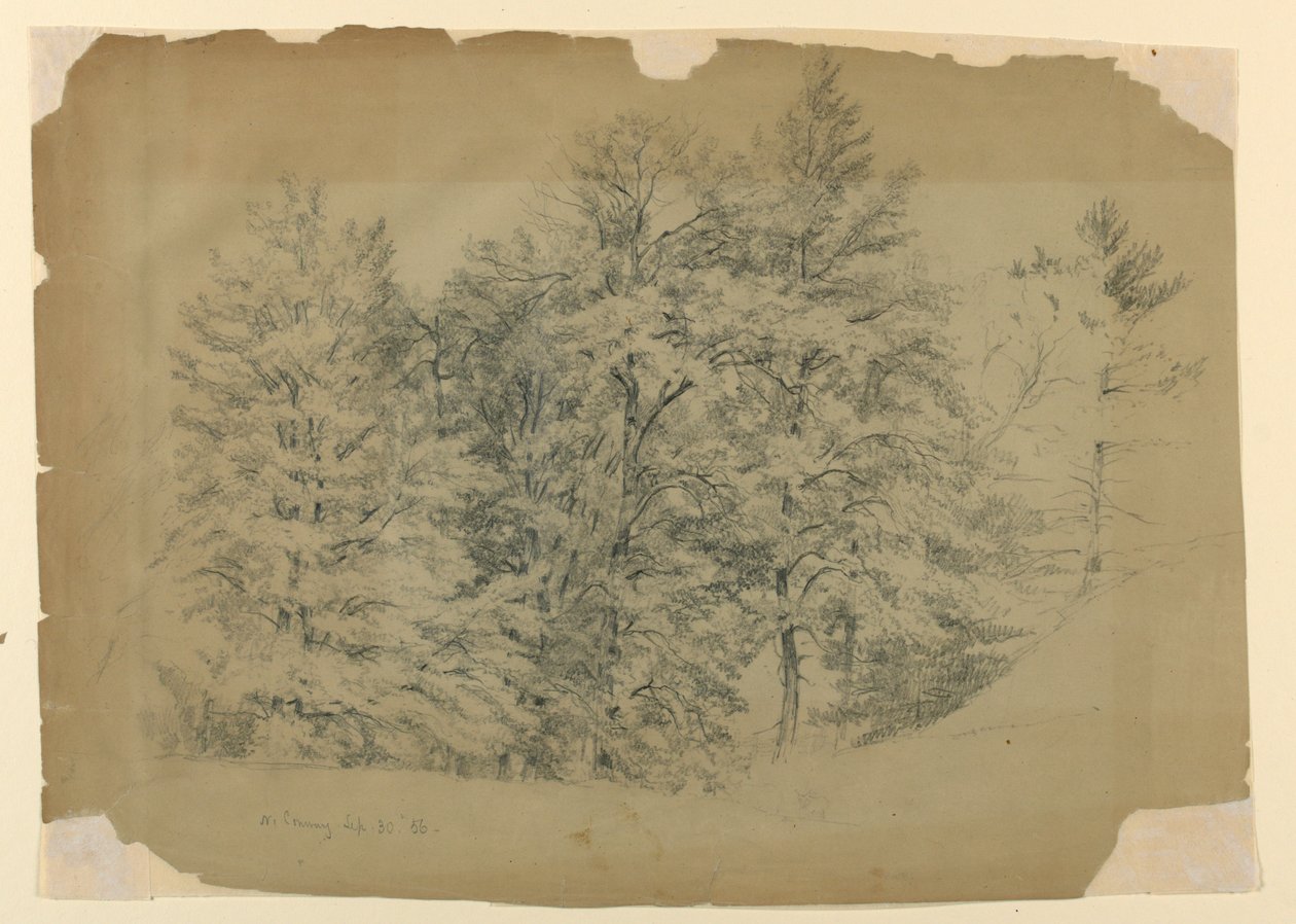 Studie von Bäumen, North Conway, New Hampshire von Daniel Huntington