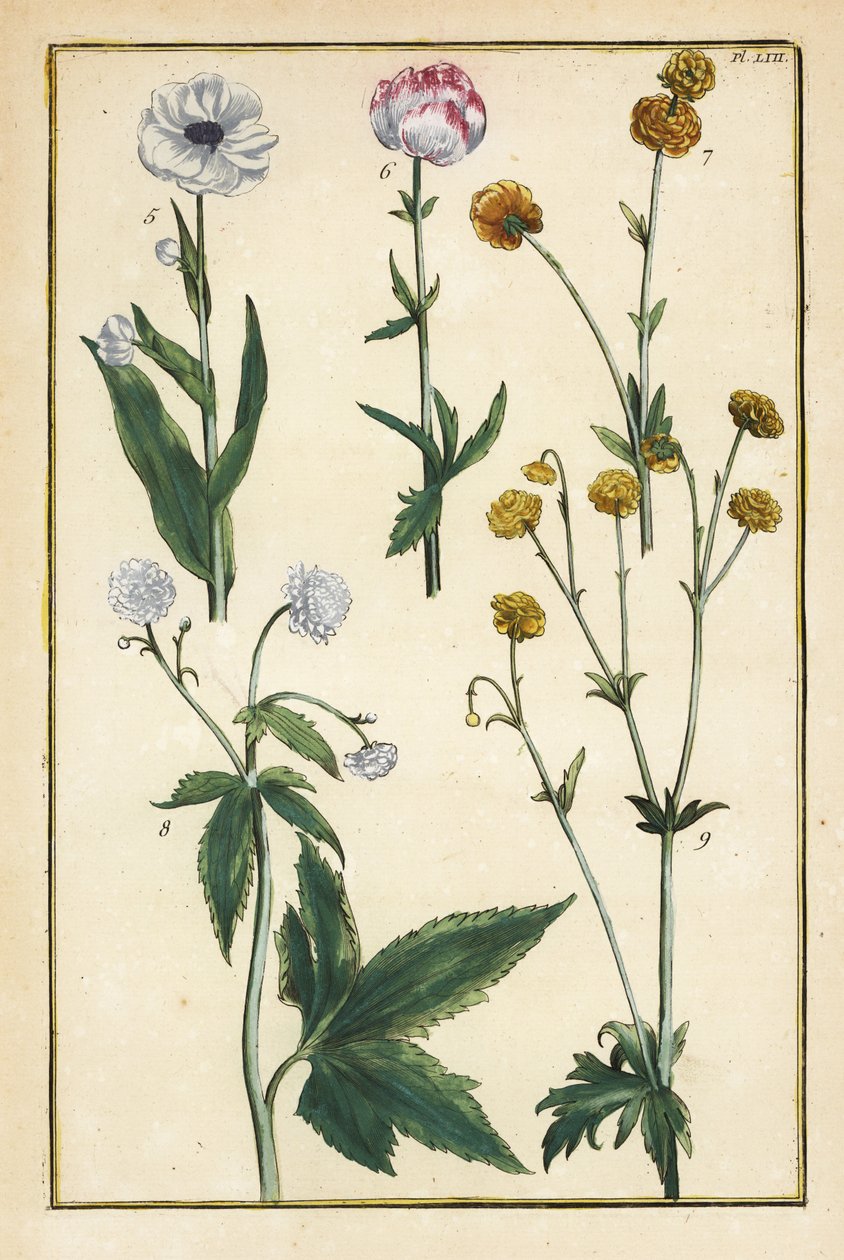 Trollblume, Trollius europaeus, und andere Arten von Hahnenfuß, Ranunculus glacialis, usw. von Daniel Rabel