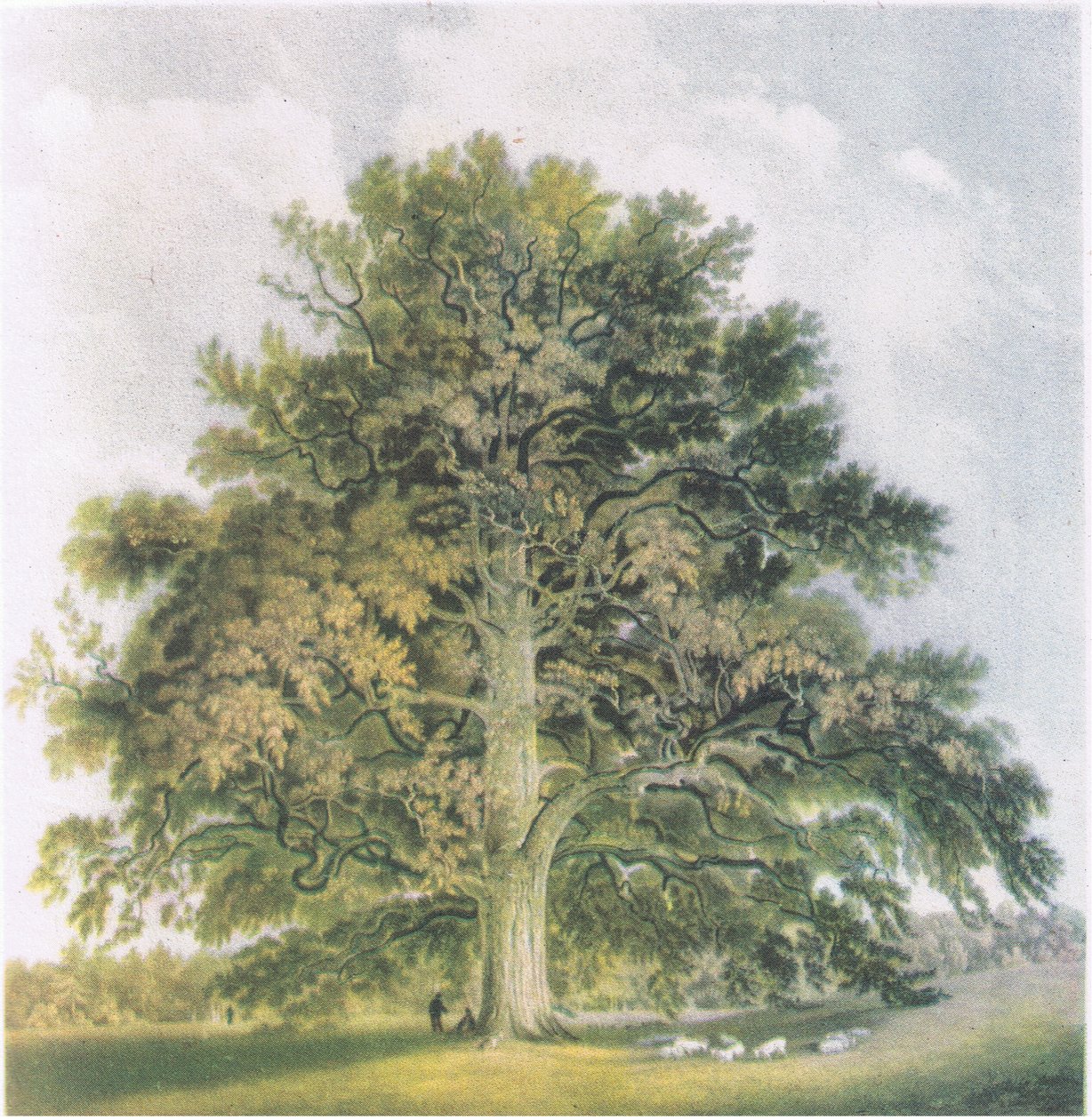 Kopfweiden, Natur in Großbritannien, veröffentlicht von Collins, 1946 von David Cox