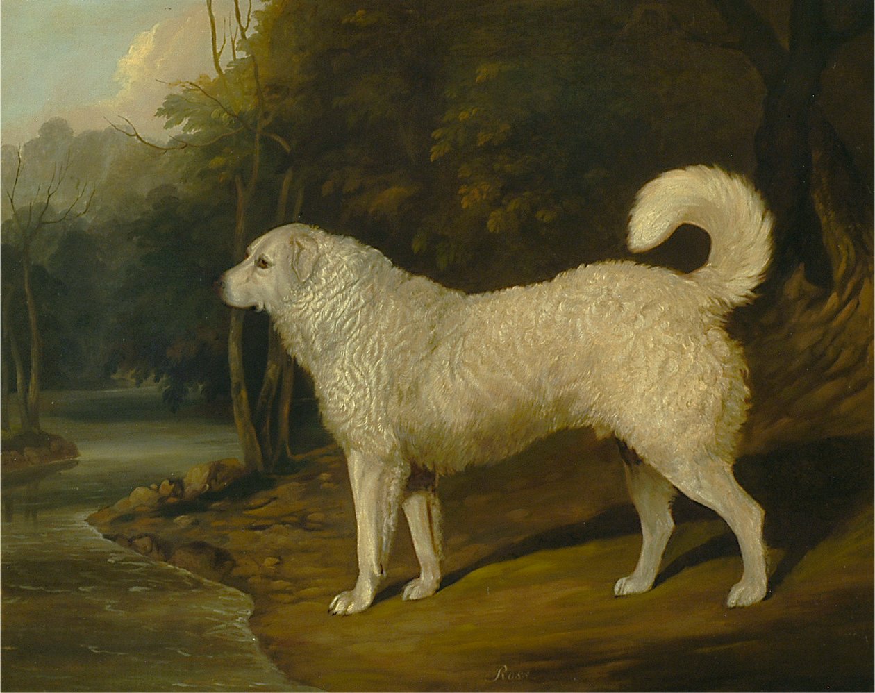 Porträt eines Hundes, Ross von David Dalby of York