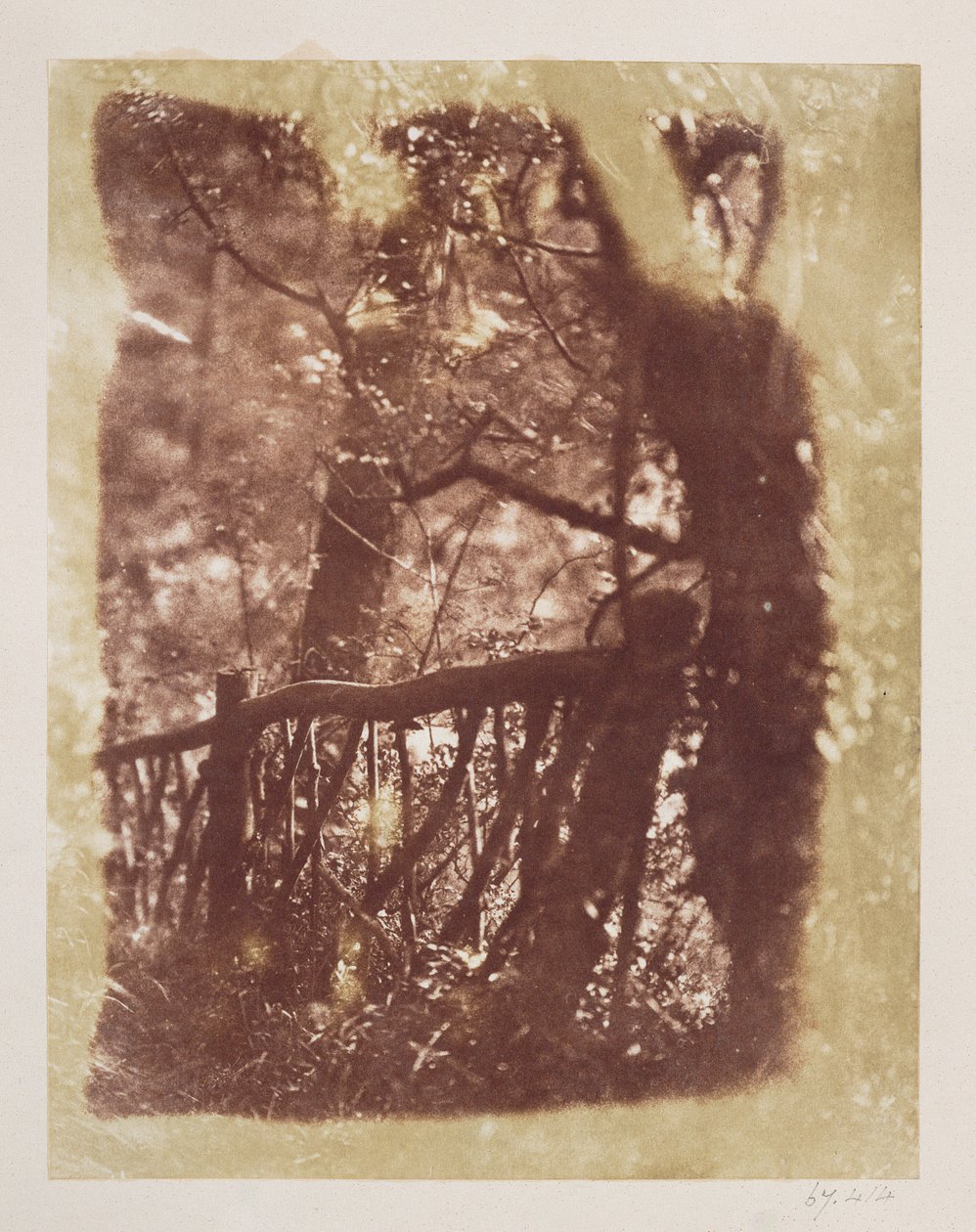 Zaun und Bäume im Colinton-Wald (Salzpapierdruck vom Kalotyp-Negativ) von David Octavius Hill