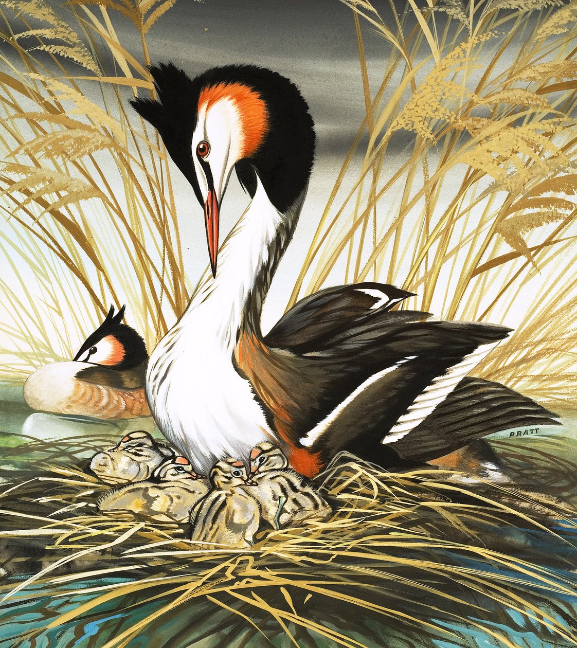 Haubentaucher, Illustration aus 
