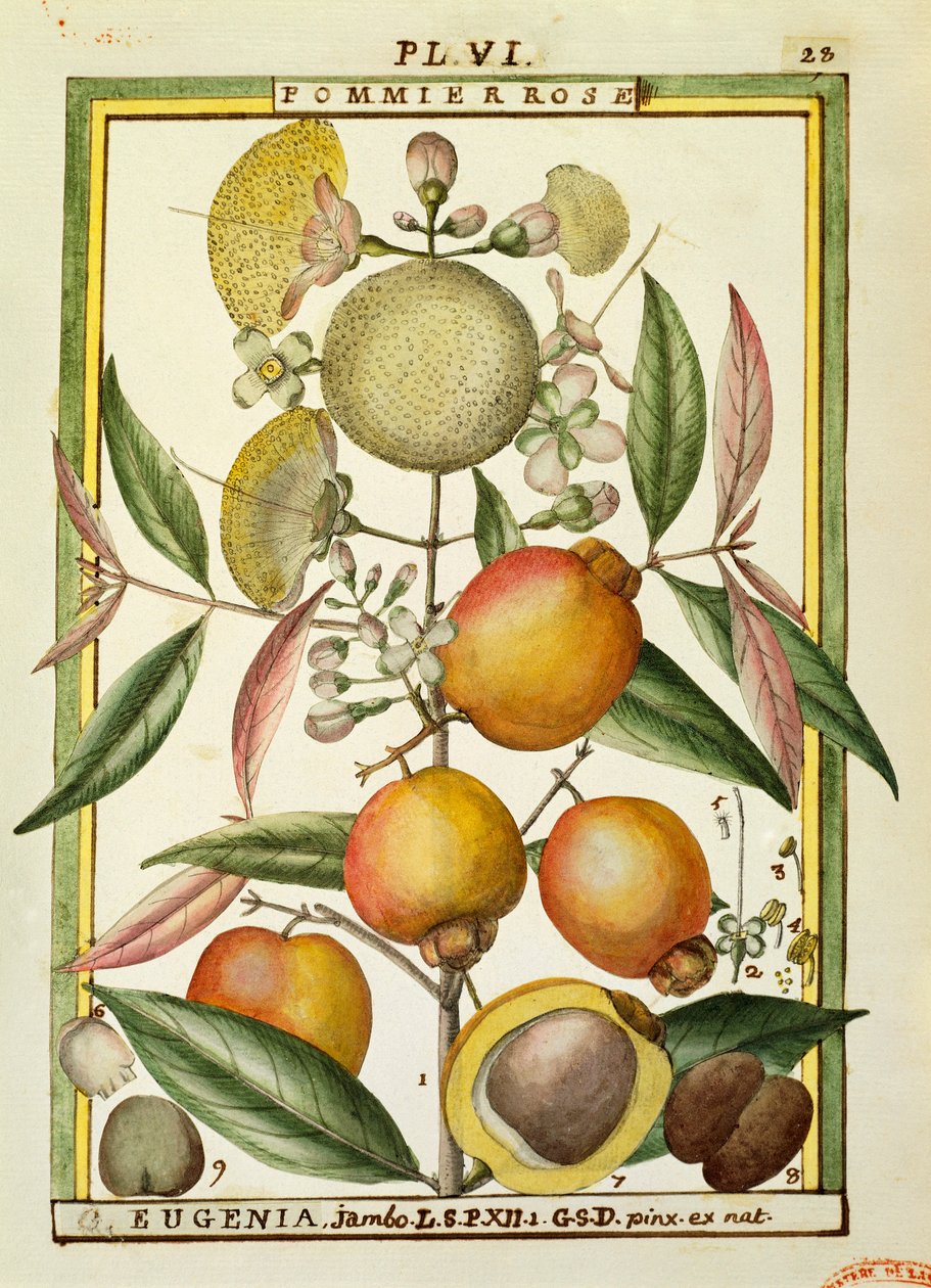Malabar-Pflaume oder Rosenapfel (Eugenia Jambos oder Syzygium Jambos), Aquarell von Delahaye von Delahaye Delahaye