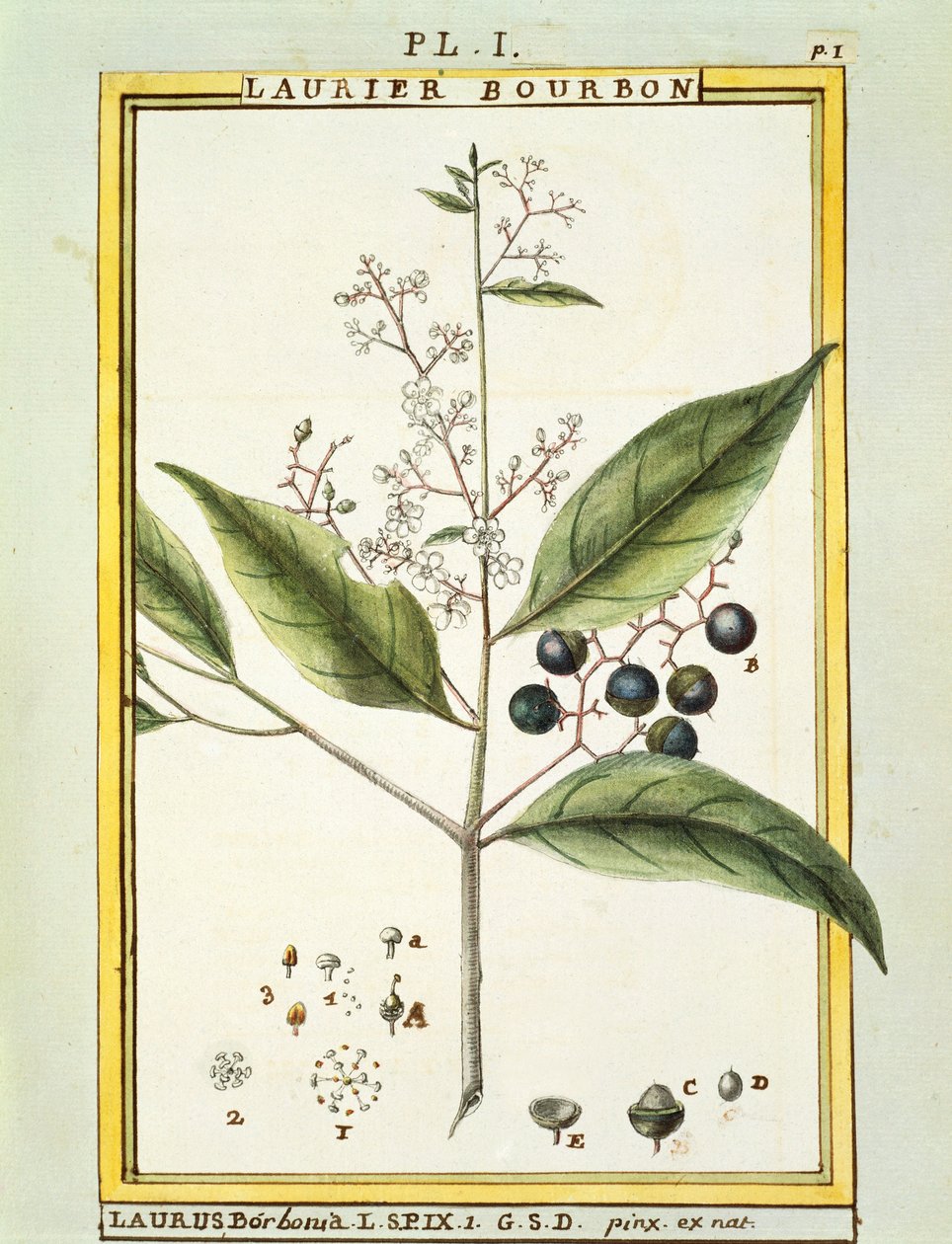 Roter Lorbeerbaum (Laurus borbonia oder Persea carolinensis), Aquarell von Delahaye von Delahaye Delahaye