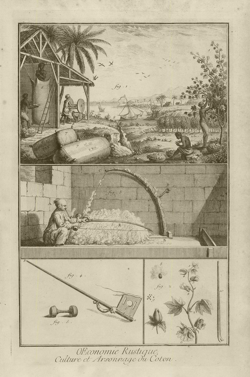 Baumwollfeld in Amerika; Dreschen mit einem Bogen; Baumwollpflanze, 1762 von Denis Diderot