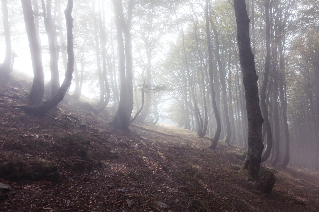 Weg nach Roncesvalles von Diego Beyro