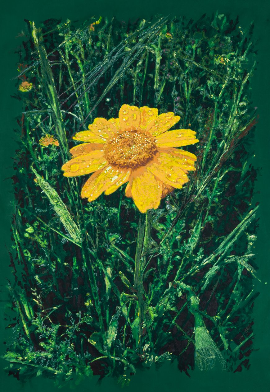 Gelbe Margarite nahe Caparra von Diego Beyro