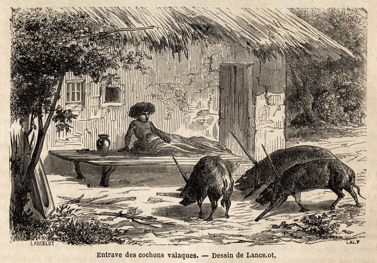 Behinderungen der Vorderbeine, so immobilisiert, von walachischen Schweinen, in Rumänien. Gravur zur Illustration der Reise von Paris nach Bukarest, von Lancelot, Zeichner, 1860, veröffentlicht in „Le tour du monde, nouveau journal des voyages“, unter der  von Dieudonne Auguste Lancelot