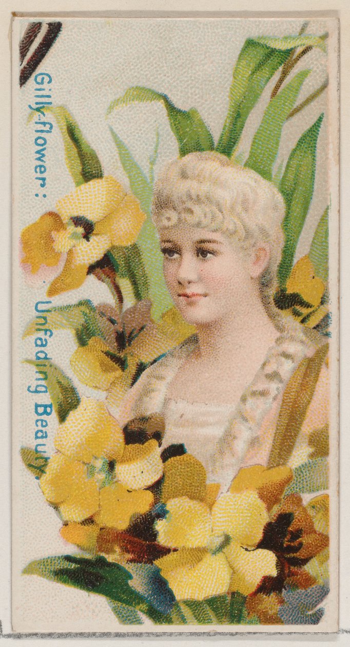 Nelke: Unvergängliche Schönheit, aus der Serie Blumenpracht und Blumensprache N7 von Donaldson Brothers
