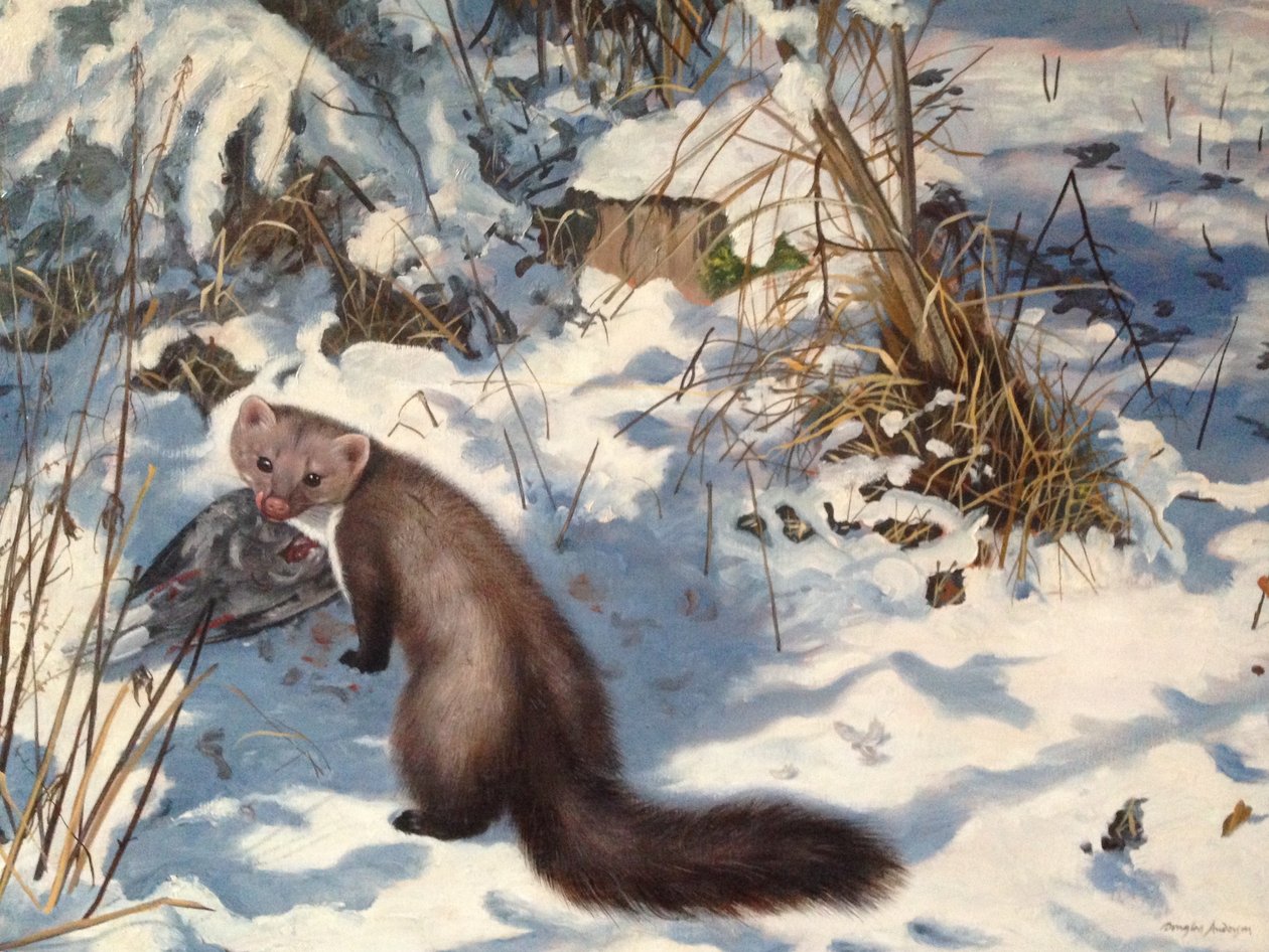 Steinmarder im Schnee von Douglas Anderson