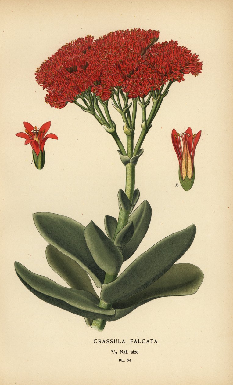 Flugzeugpflanze, Crassula perfoliata var. falcata von Désiré Georges Jean Marie Bois