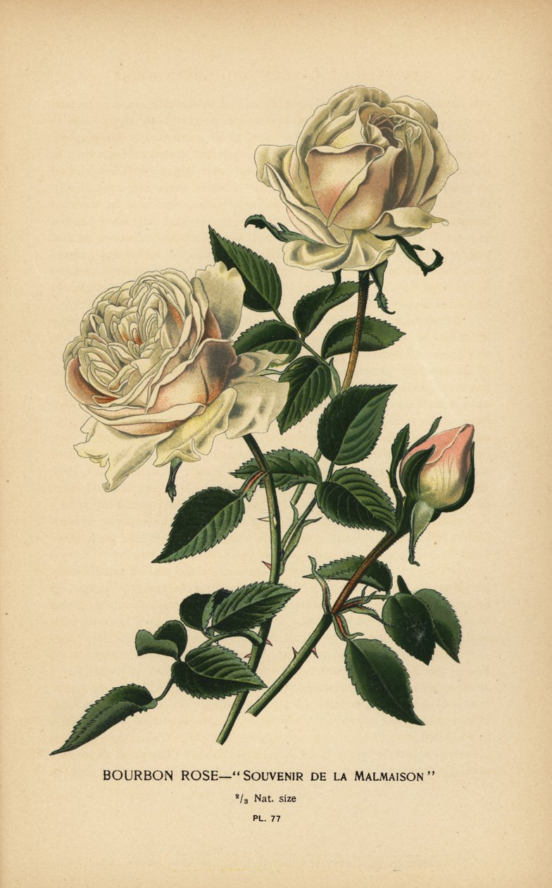 Bourbon-Rose, Souvenir de la Malmaison von Désiré Georges Jean Marie Bois