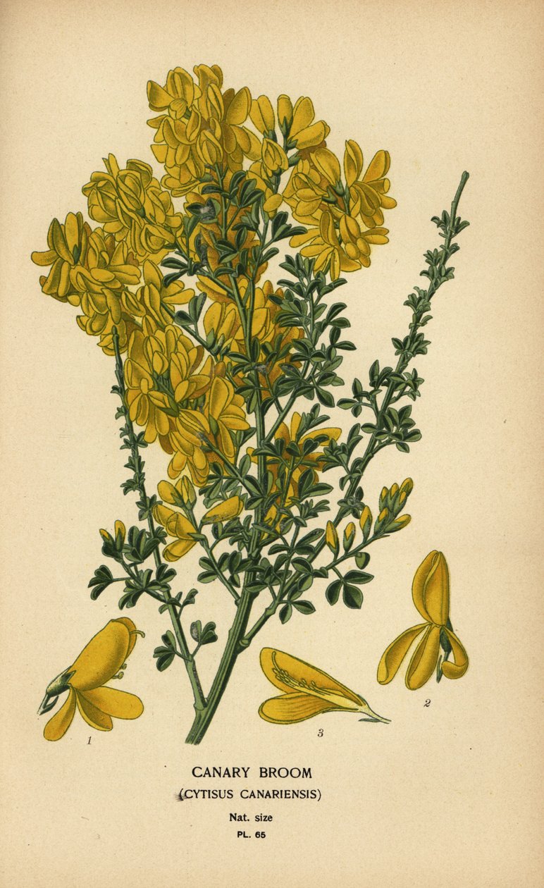 Kanarischer Ginster, Genista canariensis von Désiré Georges Jean Marie Bois