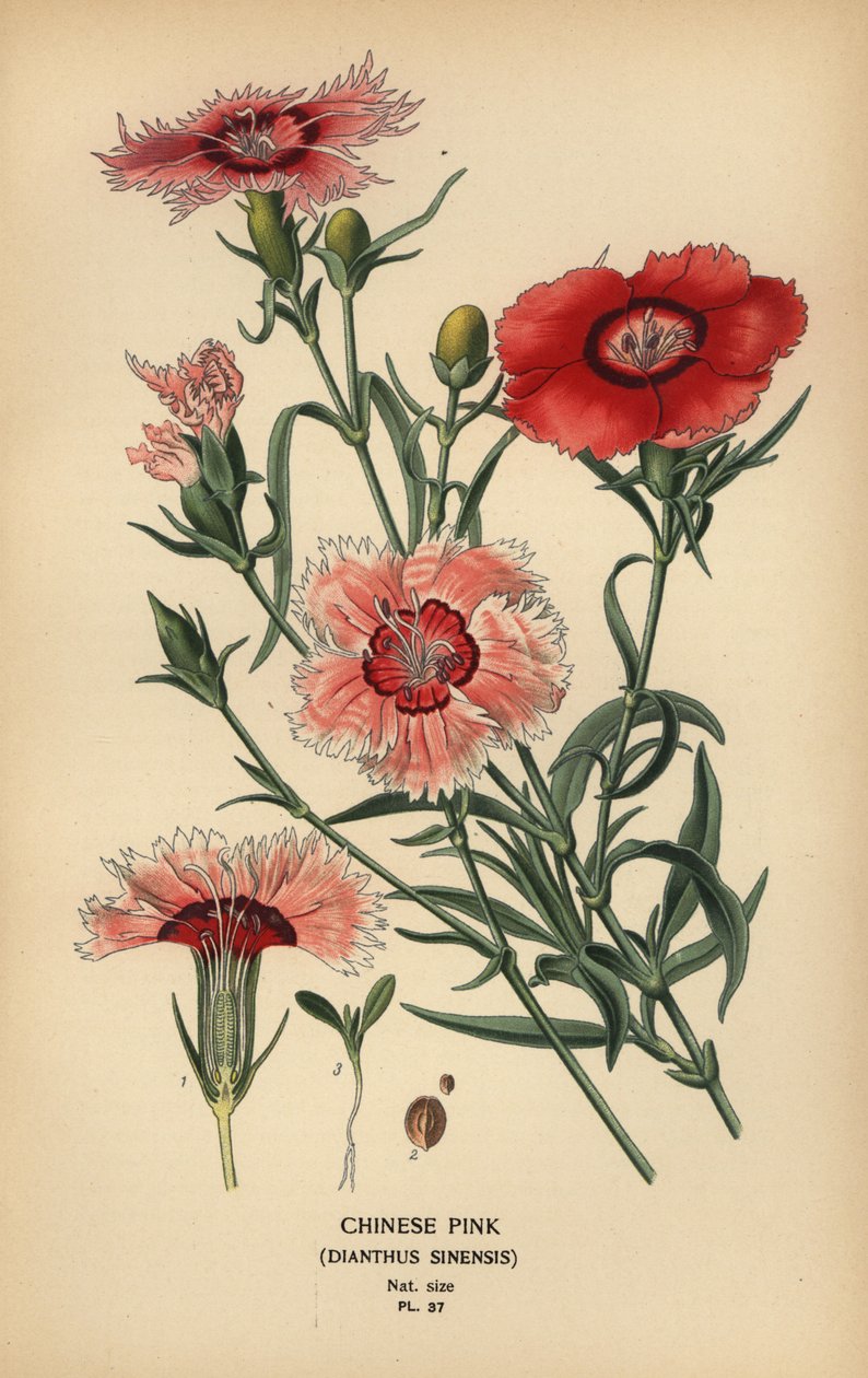 Chinesische Nelke, Dianthus chinensis von Désiré Georges Jean Marie Bois