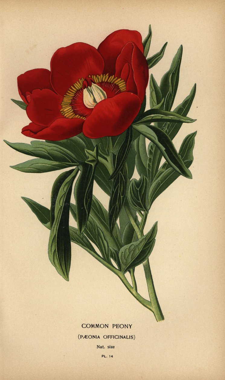 Gemeine Pfingstrose, Paeonia officinalis von Désiré Georges Jean Marie Bois