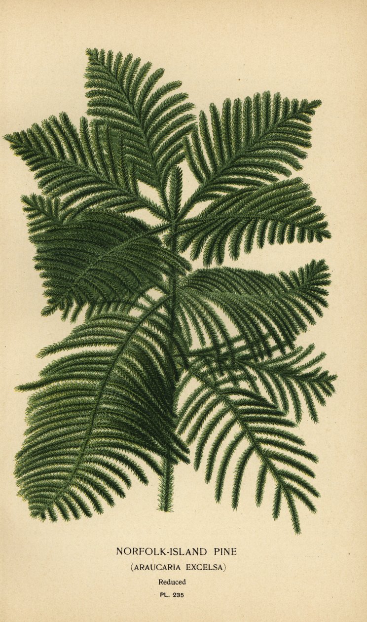 Cook-Kiefer, Araucaria columnaris. (Norfolk-Insel-Kiefer, Araucaria excelsa). Chromolithographie nach einer Illustration von Desire Bois aus Edward Step