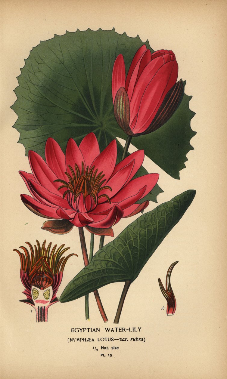 Ägyptische Seerose, Nymphaea lotus von Désiré Georges Jean Marie Bois