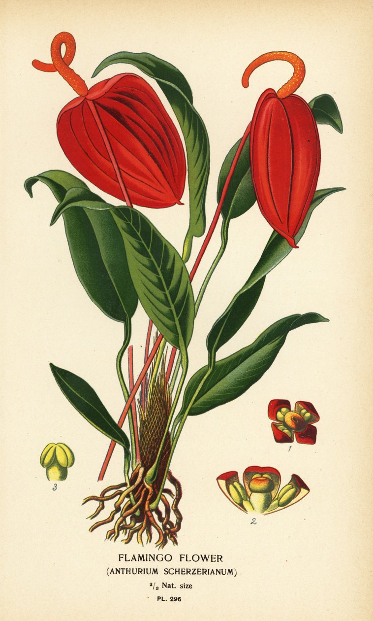 Flamingoblume, Anthurium scherzerianum. Chromolithographie nach einer Illustration von Desire Bois aus Edward Step