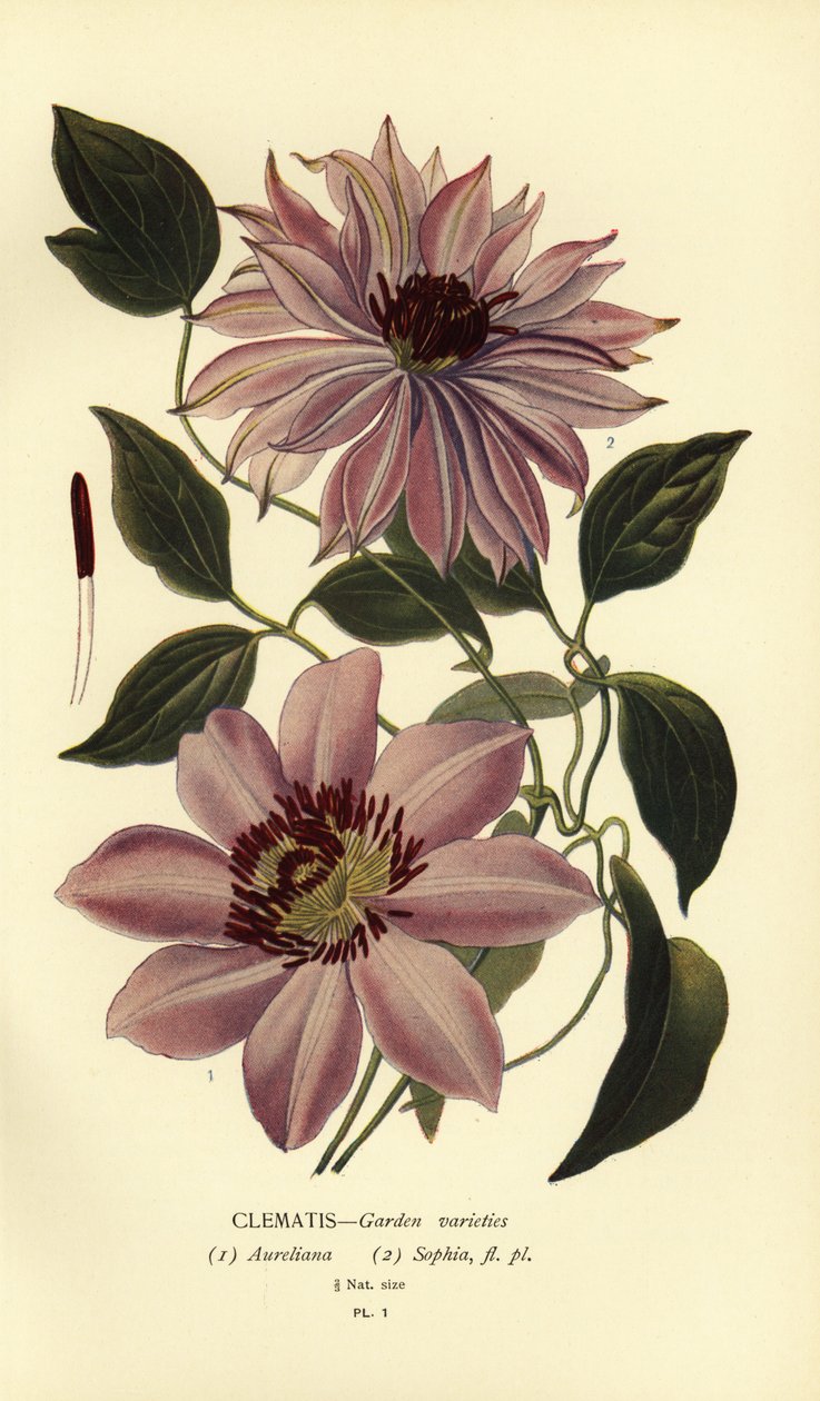 Gartenarten von Clematis von Désiré Georges Jean Marie Bois