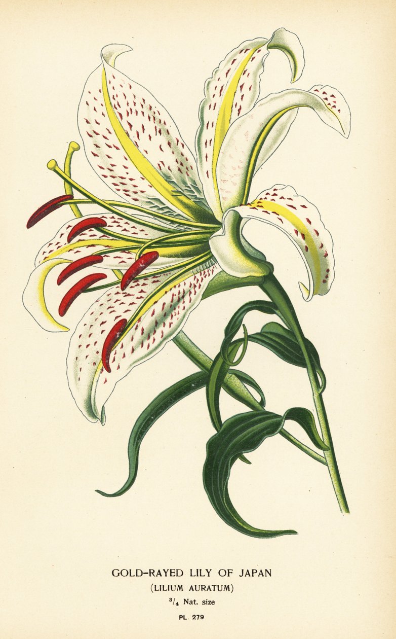 Goldstrahlige Lilie Japans oder Yamayuri, Lilium auratum. Chromolithographie nach einer Illustration von Desire Bois aus Edward Step