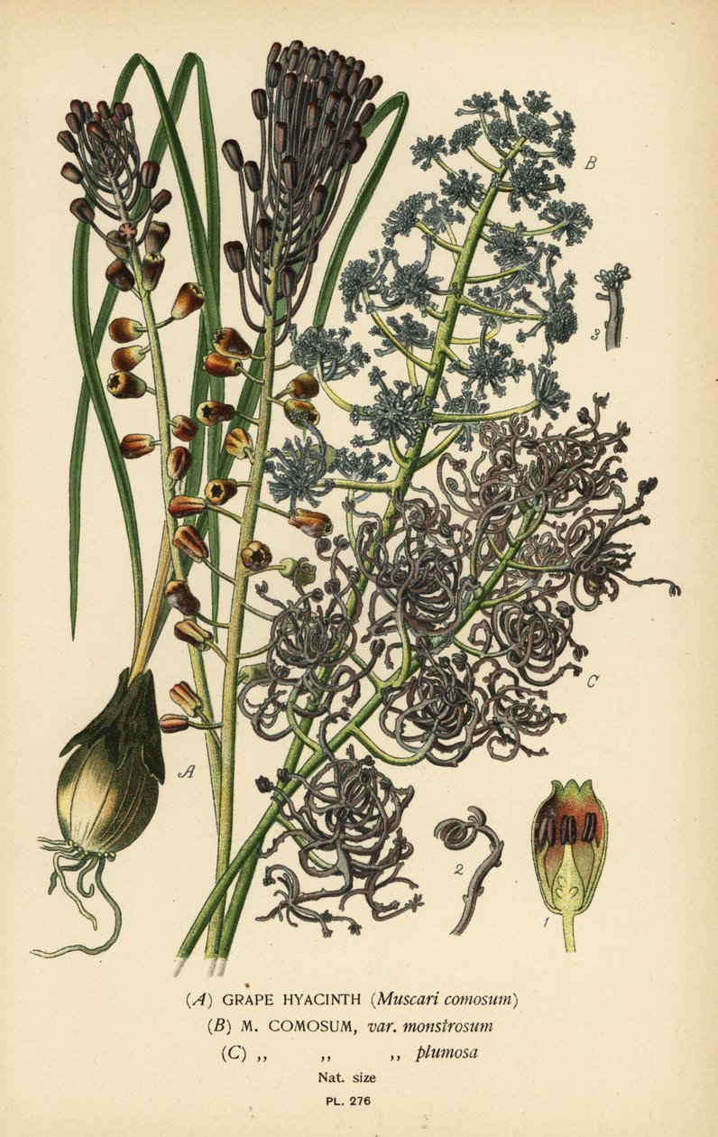 Traubenhyazinthe, Leopoldia comosa (Muscari comosum, var. monstrosum, var. plumosa). Chromolithographie nach einer Illustration von Desire Bois aus Edward Step
