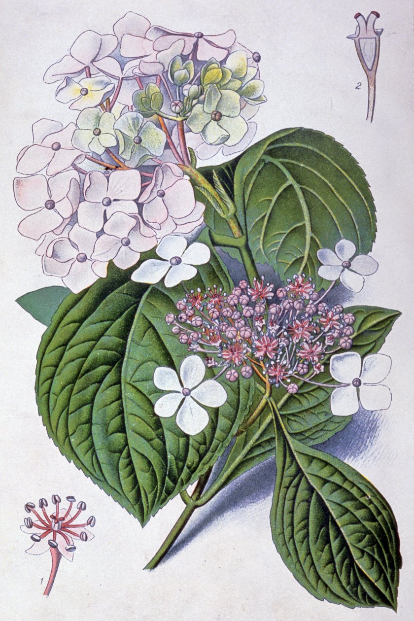 Hortensie, frühes 20. Jahrhundert (Illustration) von Désiré Georges Jean Marie Bois