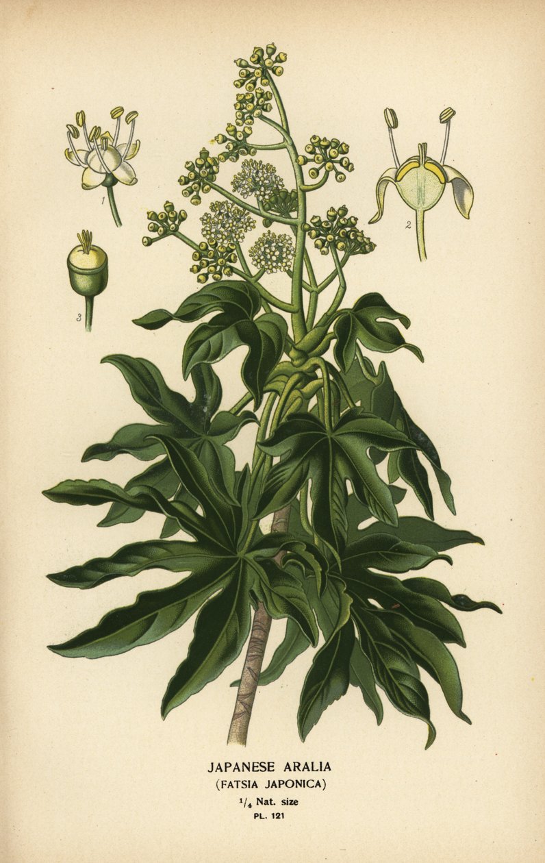Japanische Aralie oder Glanzblatt-Papierpflanze, Fatsia japonica von Désiré Georges Jean Marie Bois
