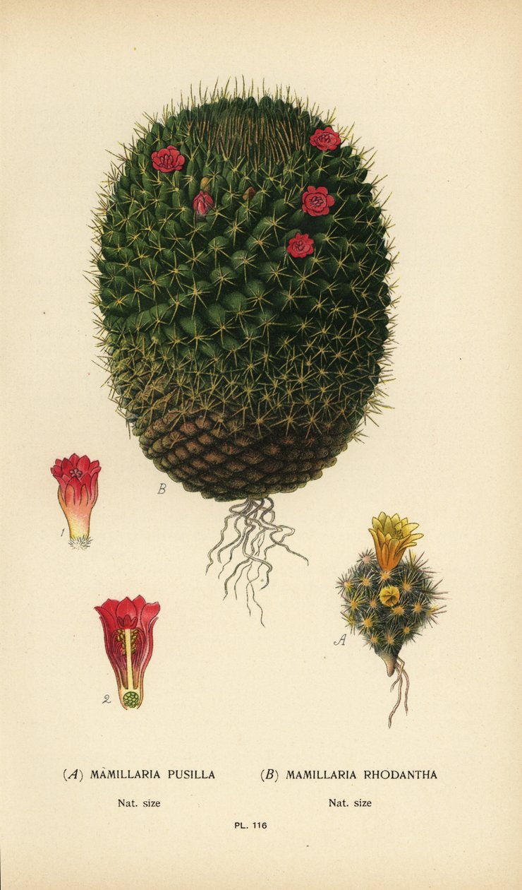 Mammillaria prolifera und Mammillaria rhodantha von Désiré Georges Jean Marie Bois