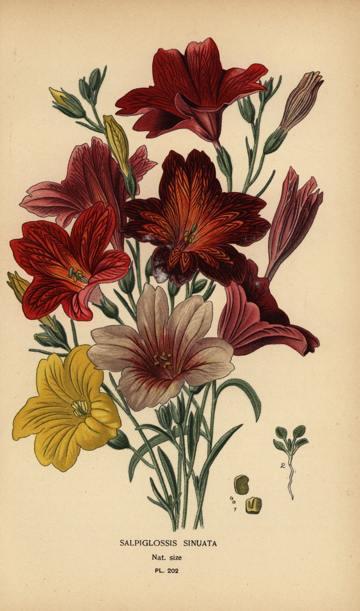 Sammetblume, Salpiglossis sinuata von Désiré Georges Jean Marie Bois