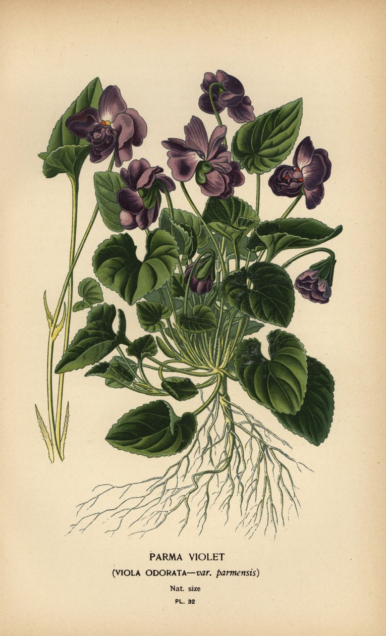 Parma-Veilchen, Viola odorata von Désiré Georges Jean Marie Bois