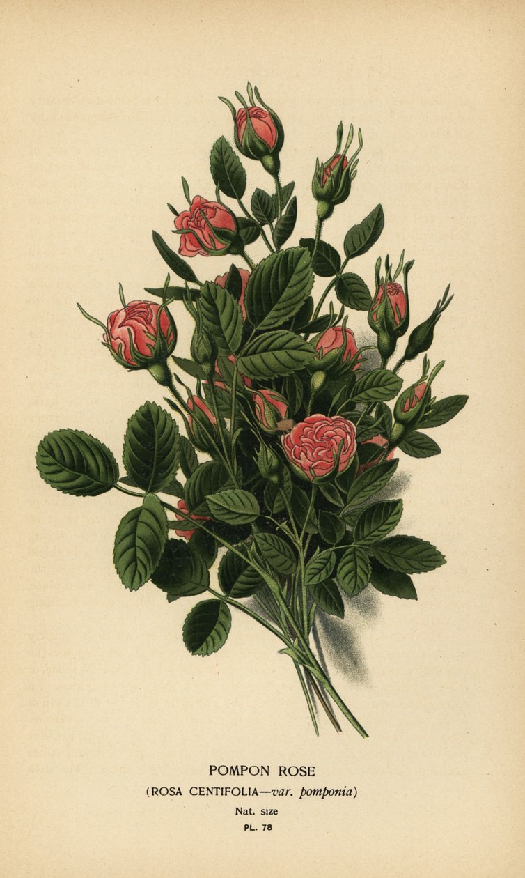 Pomponrose, Rosa centifolia var. pomponia von Désiré Georges Jean Marie Bois