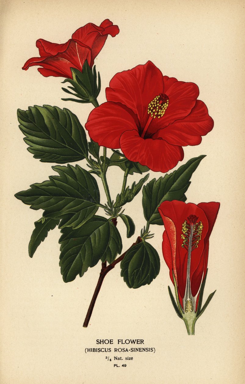Schuhblume oder Chinarose, Hibiscus rosa-sinensis von Désiré Georges Jean Marie Bois