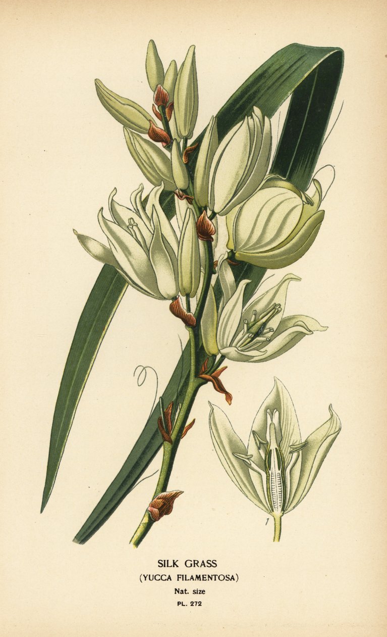 Seidenpflanze, Yucca filamentosa von Désiré Georges Jean Marie Bois