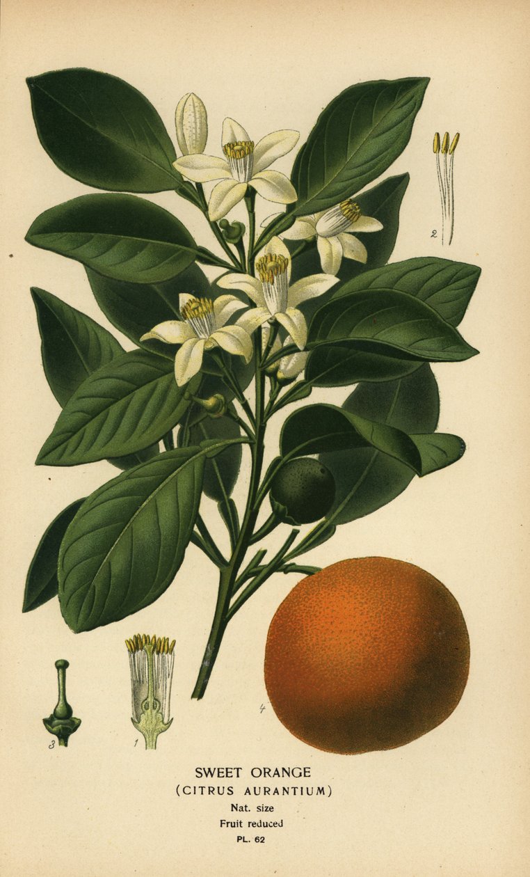 Süßorange, Citrus x aurantium von Désiré Georges Jean Marie Bois