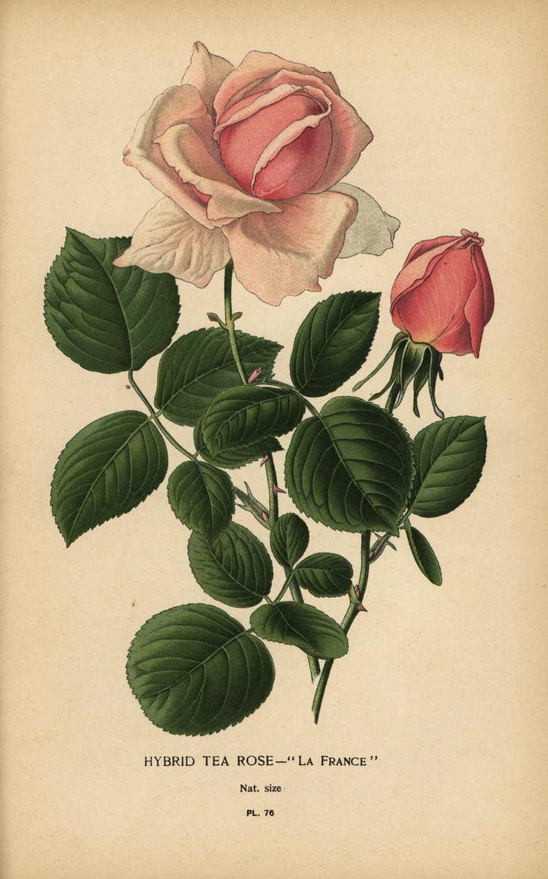 Teerosen-Hybrid, La France, Rosa × odorata von Désiré Georges Jean Marie Bois