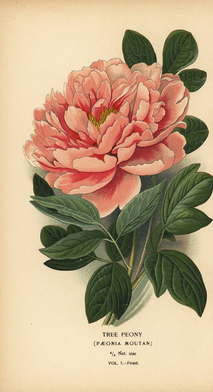 Baumpfingstrose, Paeonia moutan von Désiré Georges Jean Marie Bois