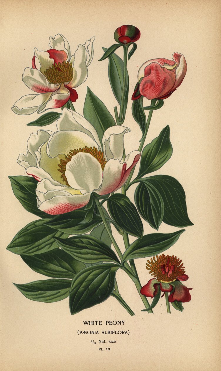 Weiße Pfingstrose, Paeonia lactiflora von Désiré Georges Jean Marie Bois