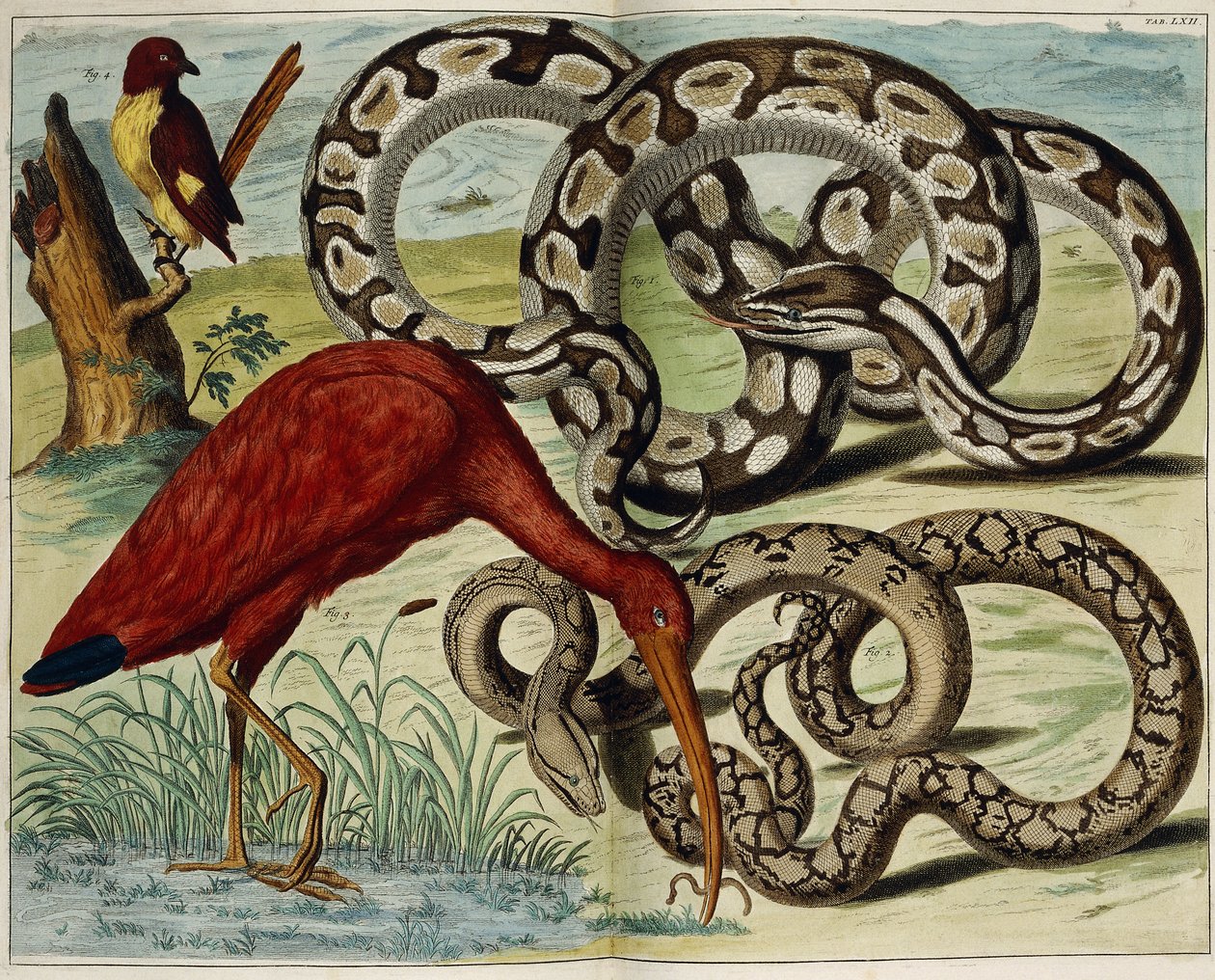 Vögel und Schlangen, Tafel 62, aus "Locupletissimi Rerum Naturalium Thesauri Accurata Descriptio", 1734-1765 von Dutch School