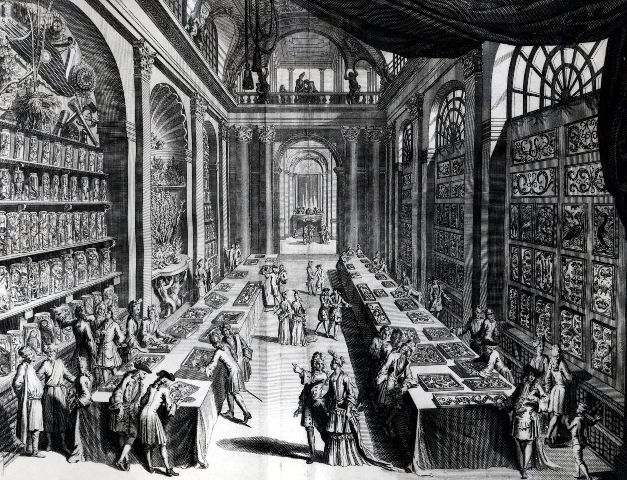 Levin Vincents Sammlung von Kuriositäten, Illustration aus Theatre de Merveilles de la Nature, ca. 1719 von Dutch School