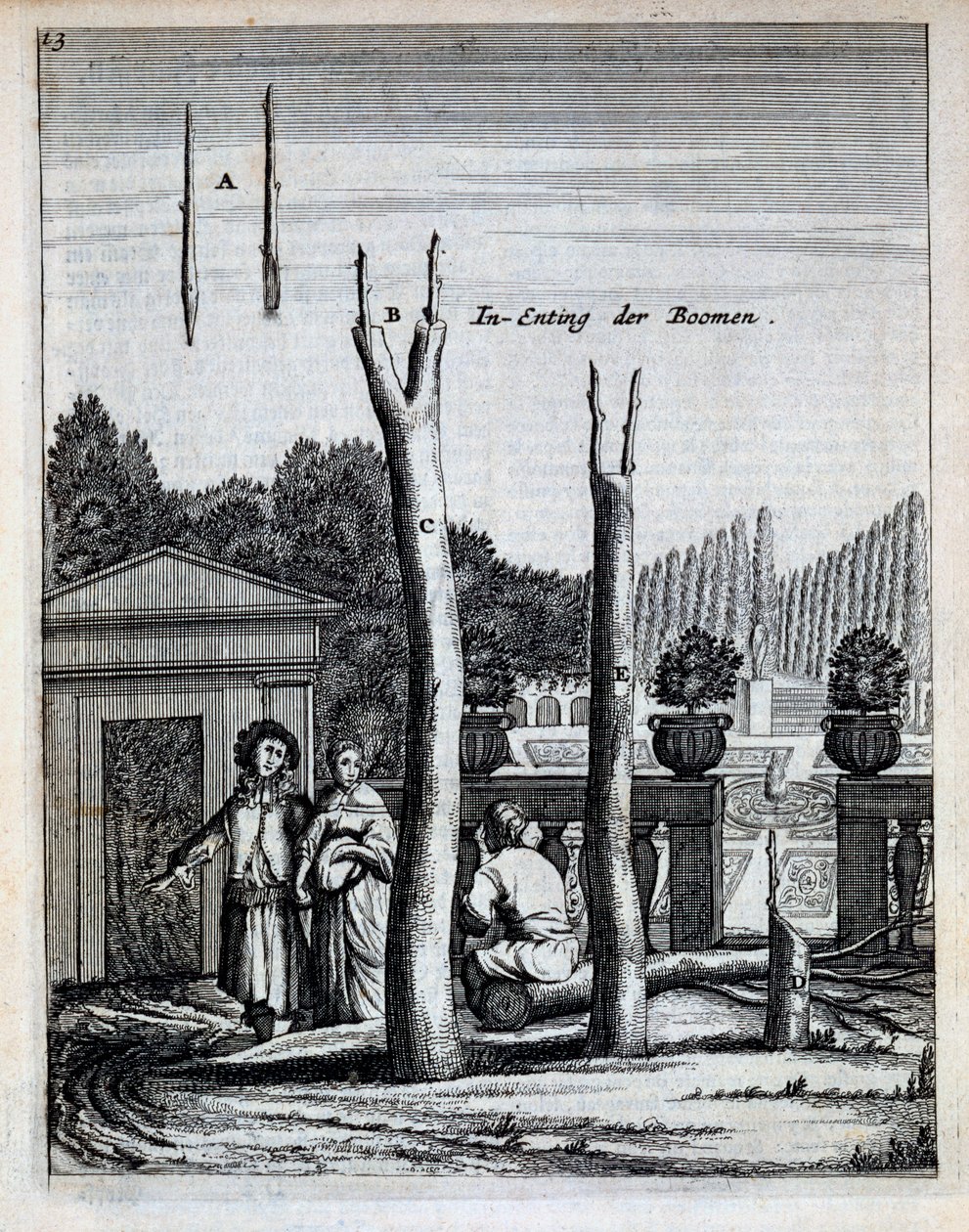 Limonen- und Orangenbäume, aus De Nederlandze Hesperides von Jan Commelin, veröffentlicht 1676 von Dutch School