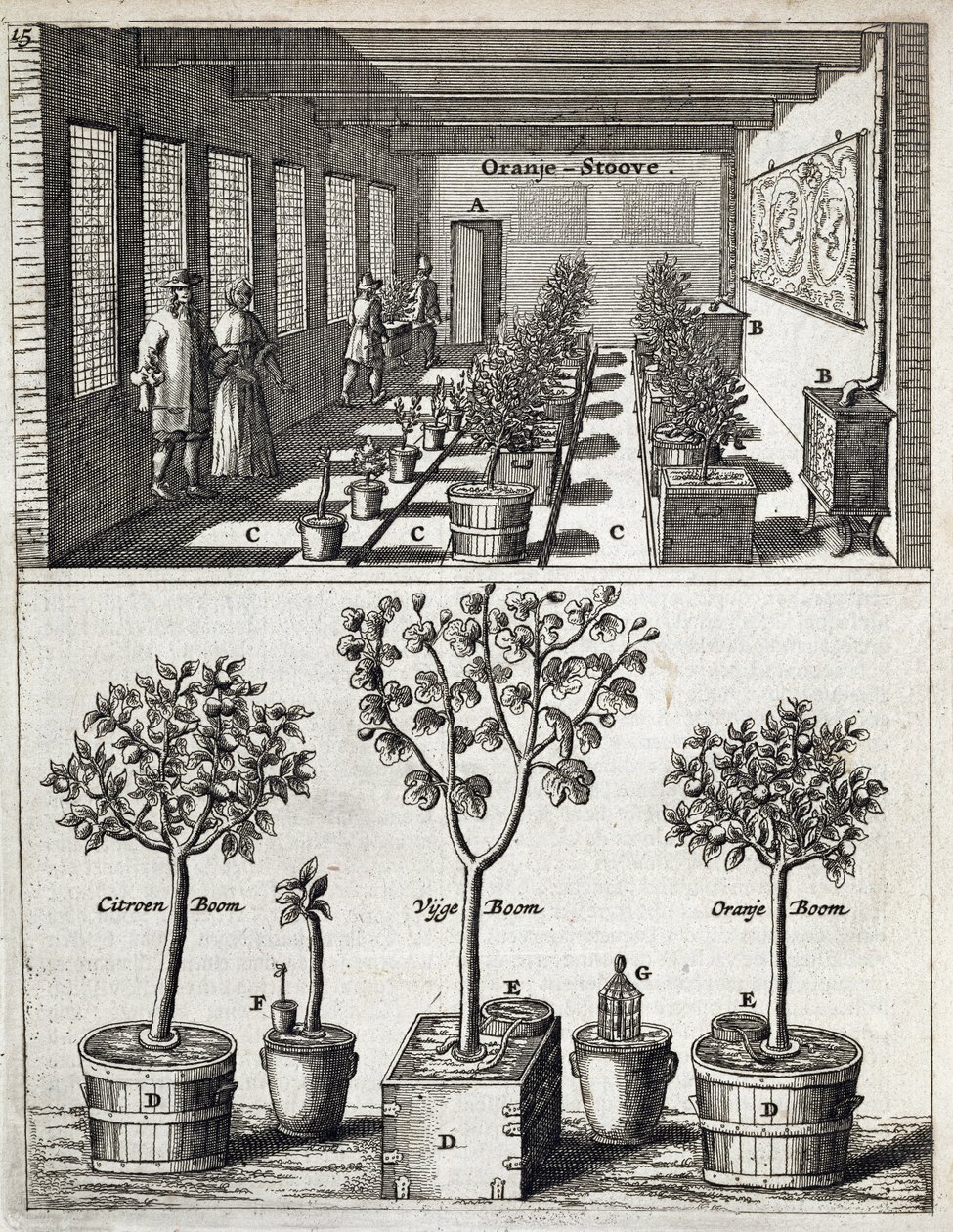 Orangerie, aus De Nederlandze Hesperides von Jan Commelin, veröffentlicht 1676 von Dutch School
