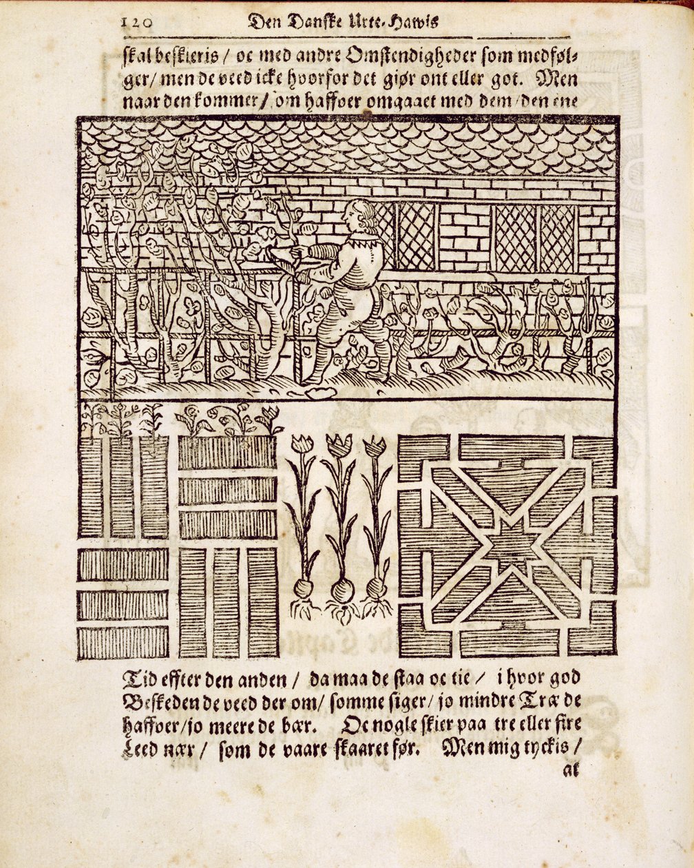 Training und Pflanzen im Garten, aus Der niederländische Gärtner von Johann van der Groen, veröffentlicht 1699 von Dutch School