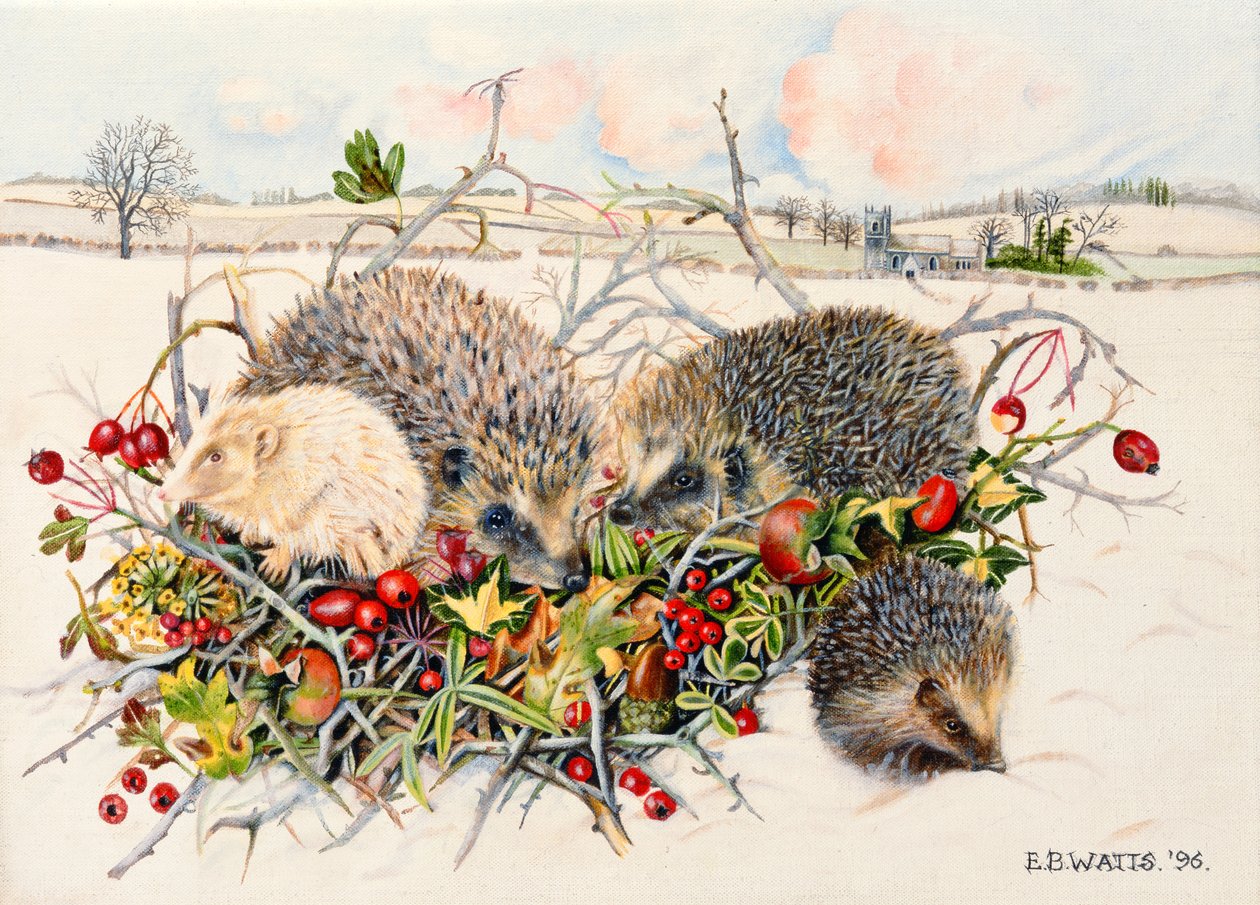 Igel im Hecken-Korb, 1996 von E.B. Watts