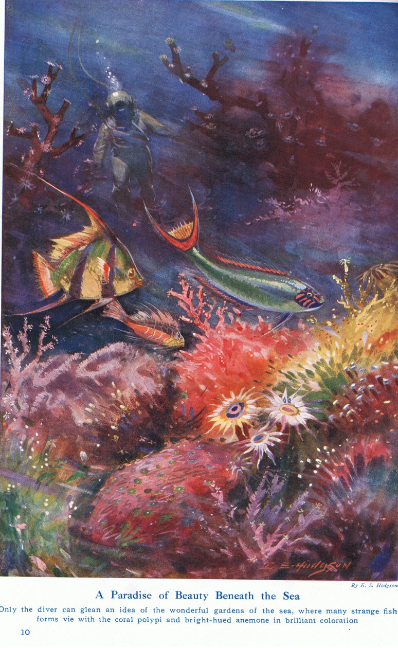 Ein Paradies der Schönheit unter dem Meer, Illustration aus 